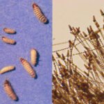 carpet beetle larvae