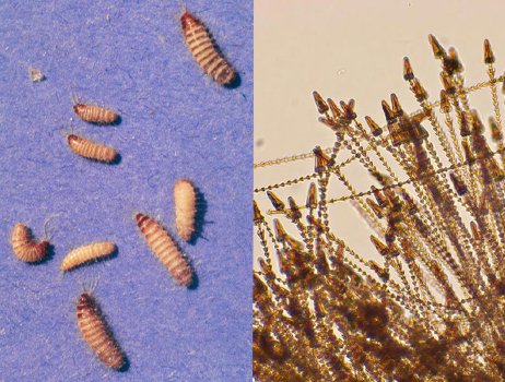 carpet beetle larvae