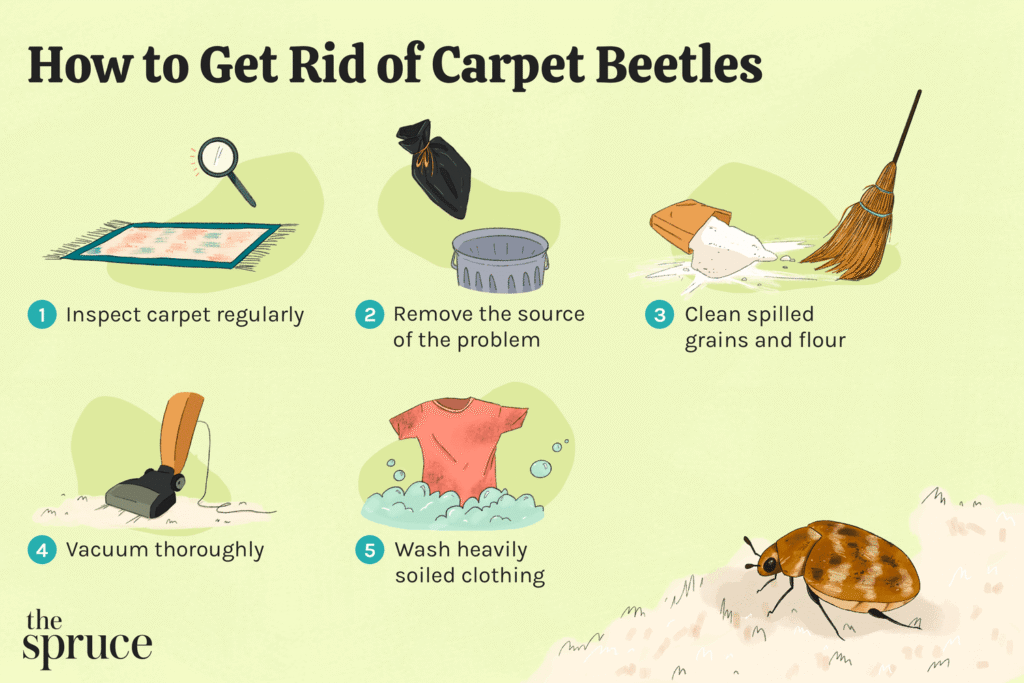 carpet beetle