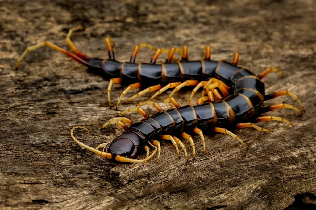 house centipede
