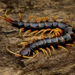 house centipede