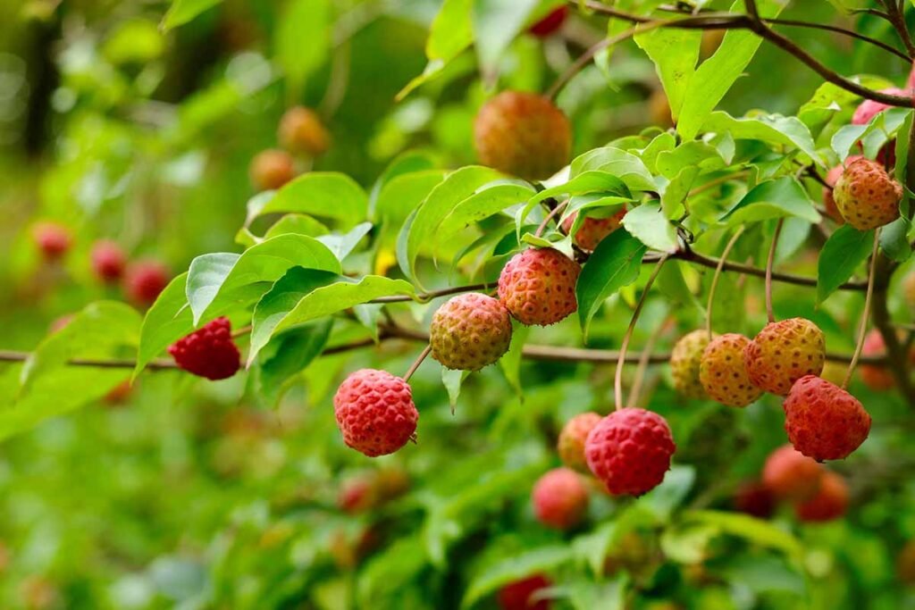 kousa dogwood
