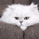 persian cat