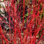red twig dogwood